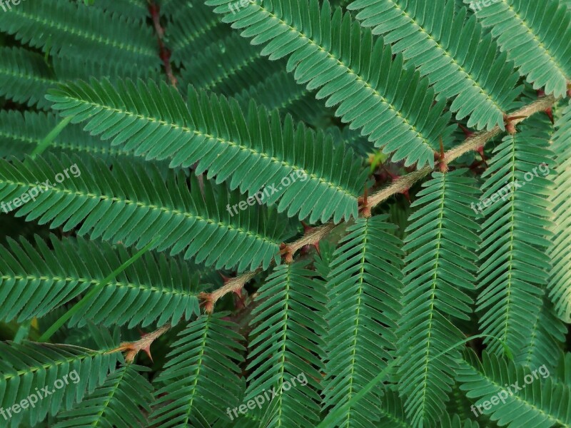 Green Weed Prickly Spiny Leaves