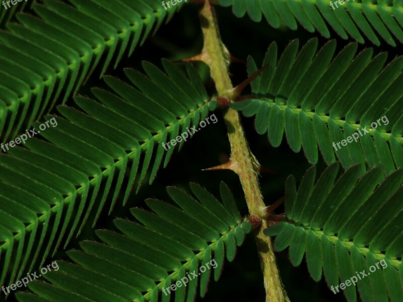 Green Weed Prickly Spiny Leaves