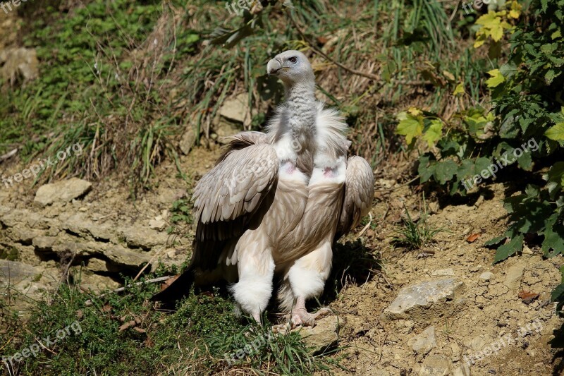 Vulture Griffon Vulture Bird Scavengers Plumage