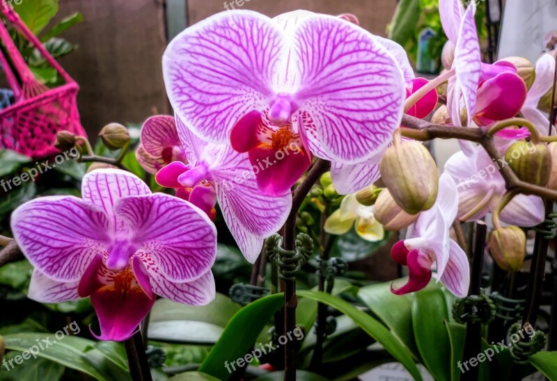 Orchids Flora Pink Flowers Free Photos