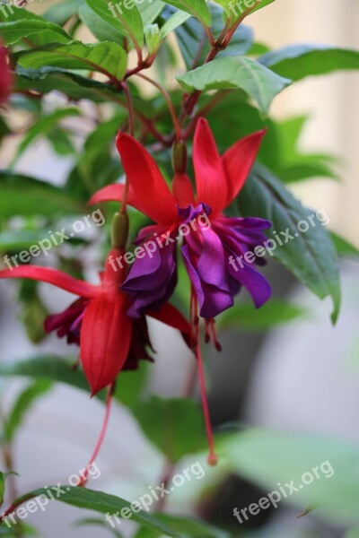 Flower Fuchsia Floral Petal Blossom