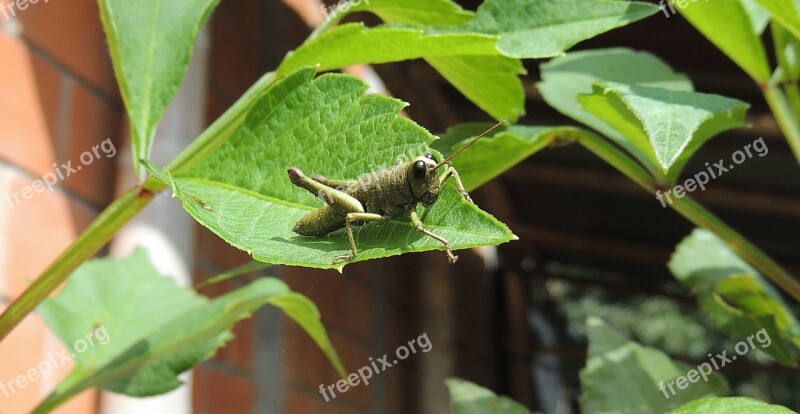 Macro Cricket Grasshopper Insect Nature