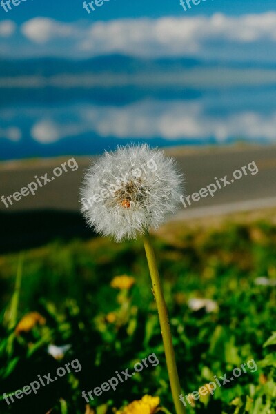 Dandelion Sailimu Lake Race The Lake Free Photos