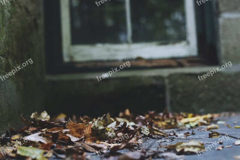 Leaves Fall Autumn Window Nature