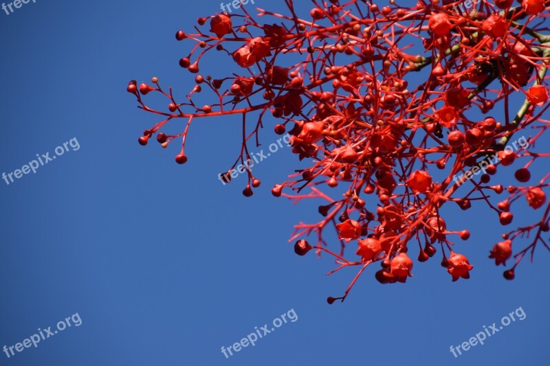 Flame Tree Red Summer Bloom Free Photos