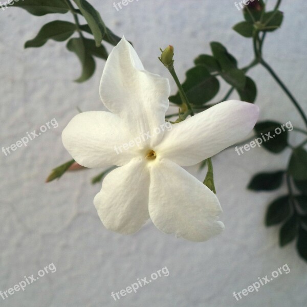 Flower Jasmine Perfume Flower Jasmine White Flowers