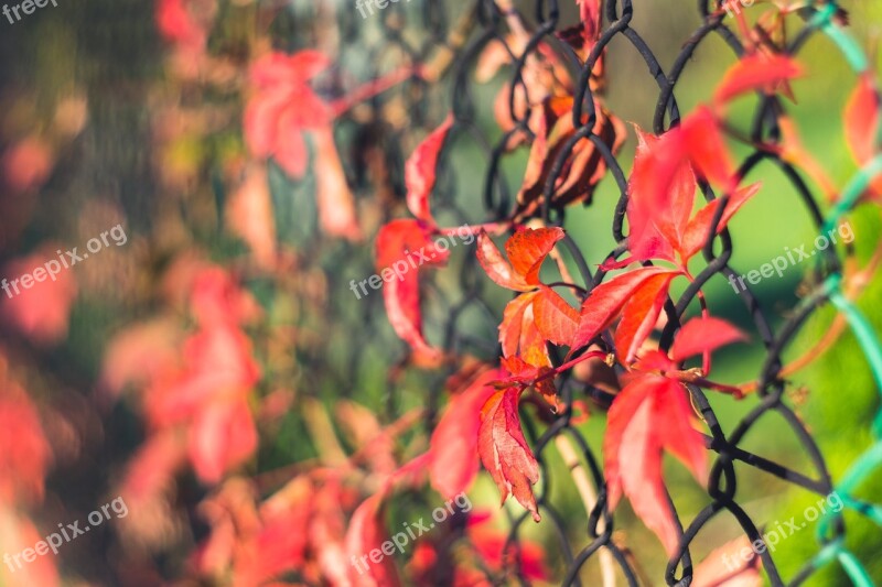 Creeper Foliage Red Wild Wine Vines