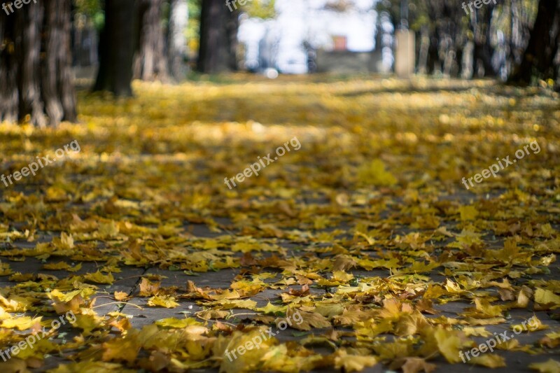 Foliage Leaf Colorful Alley Autumn Leaves