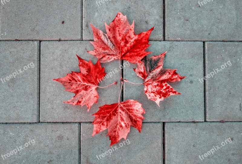 Leaves Autumn Leaves Pavement Stone Tile