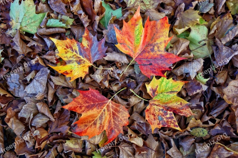 Leaves Autumn Leaves Fall Fallen Leaves Four Leaves