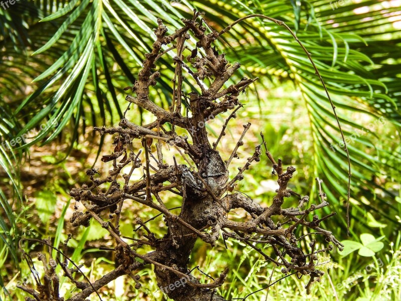 Still Life Dry Branch Trunk Bare Free Photos