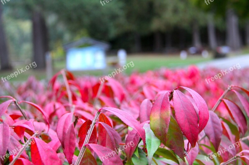 Fall Autumn Nature Park Season