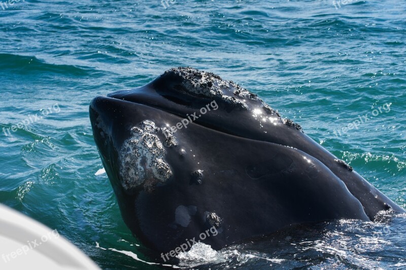 Wal South Africa Hermanus Fin Mammal