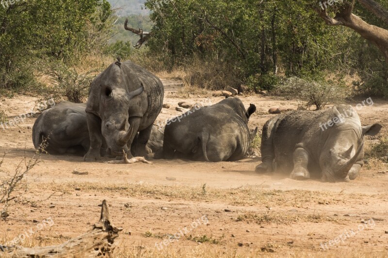 Rhino Africa Safari Big Game National Park