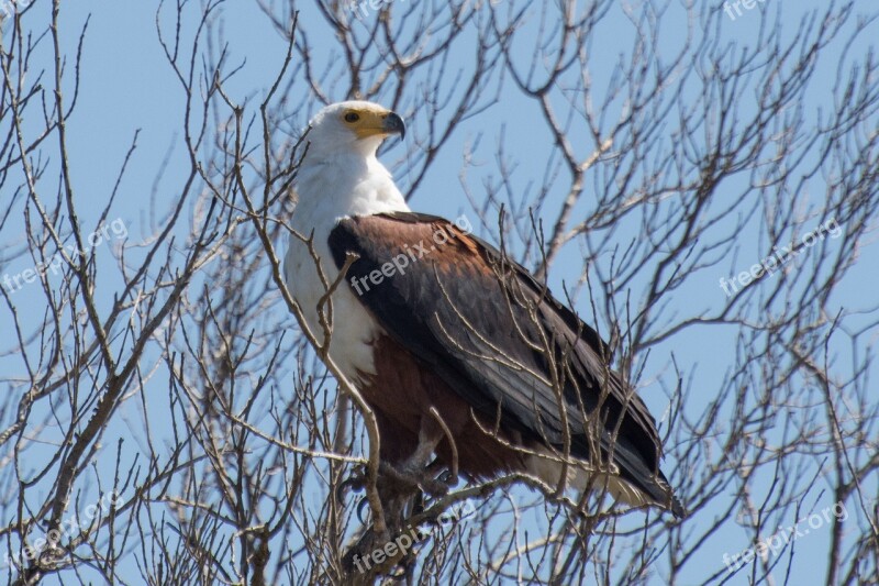 Adler Wetland Africa Bird Of Prey National Park