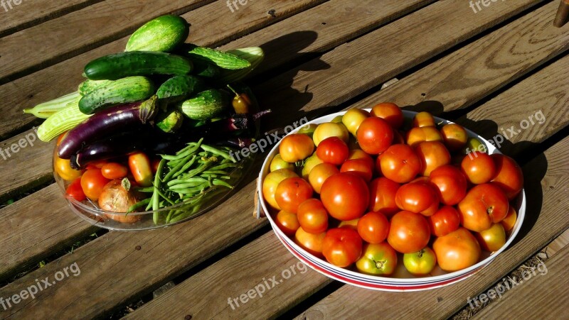 Harvest Garden Tomatoes Cucumbers Eggplant