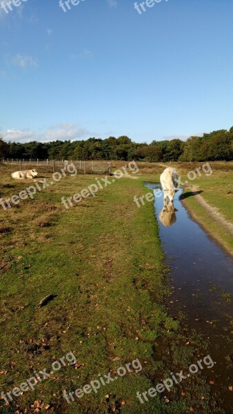 Beef Specular Landscape Heide Nature