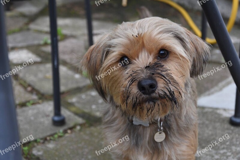 Muddy Dog Pet Dirty Canine Cute