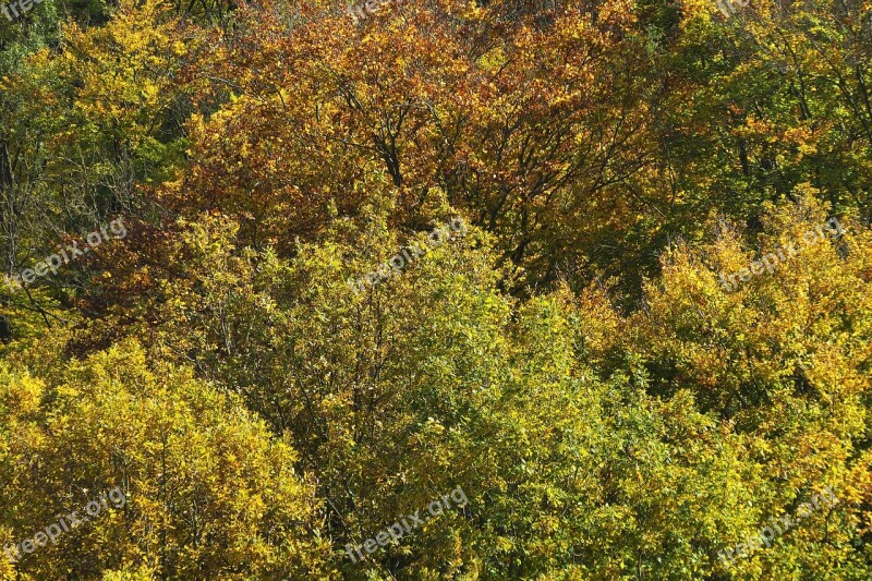 Autumn Forest Indian Summer Treetop Canopy Emerge