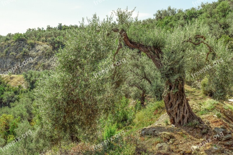 Olive Tree Countryside Nature Rural Country