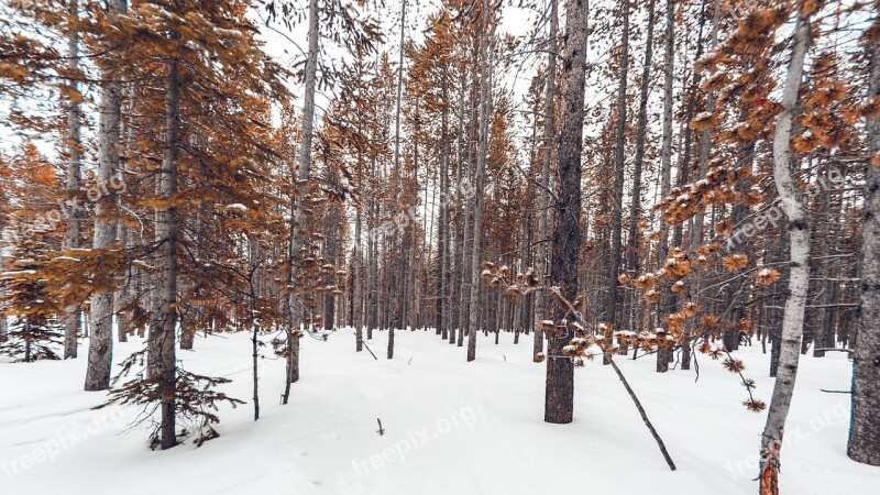 Snowy Forest Funds Photography Free Photos