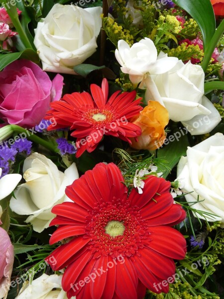 White Gerbera Blossom Bloom Free Photos