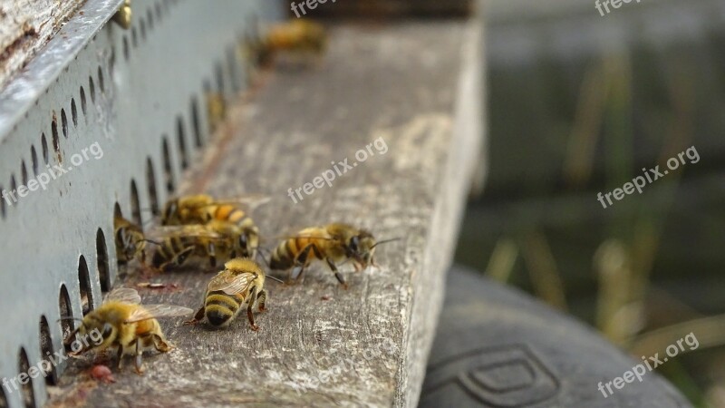 Bees Hive Honey Animals Beekeeping