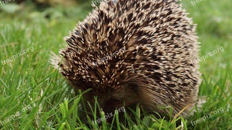 Hedgehog Meadow S Spur Prickly