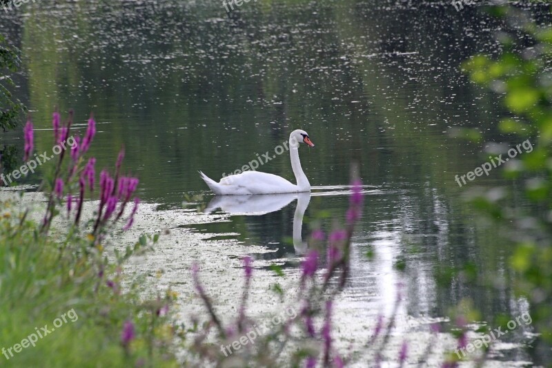 Swan Lake White Majestic White Swan