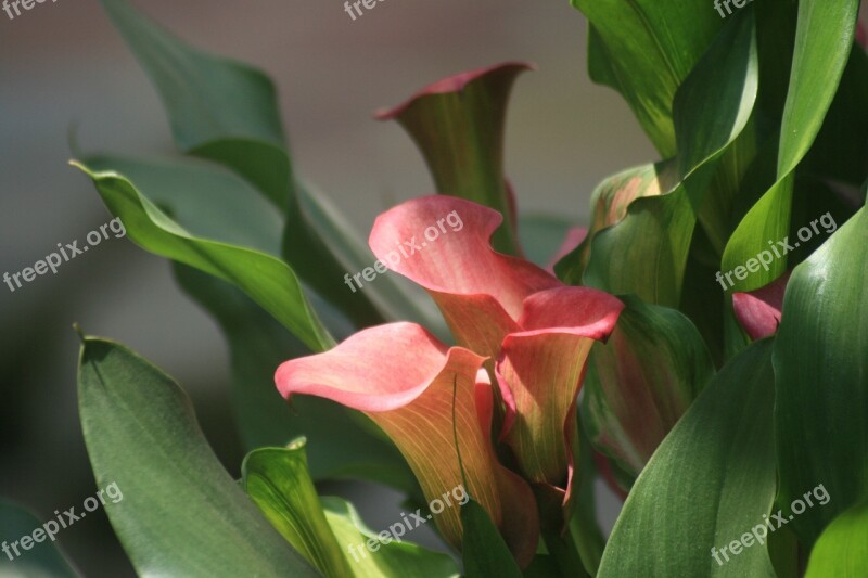 Calla Lily Plant Calla Nature Flower