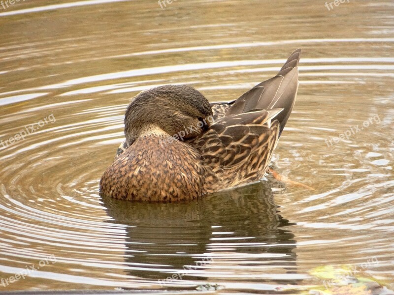 Duck Crossword Lake Wild Birds Ducks