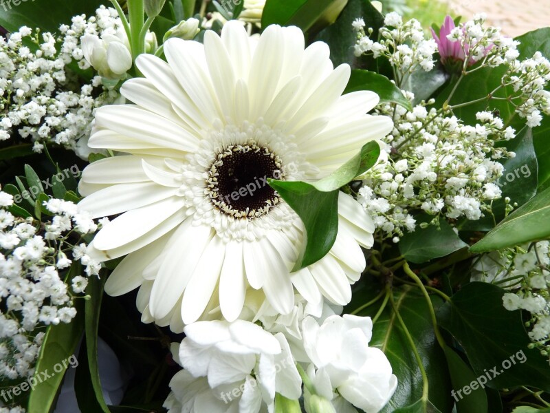 White Gerbera Blossom Bloom Free Photos