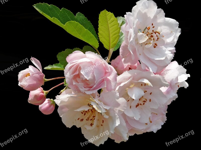 Crab Apple Pink Blooming Tree Free Photos