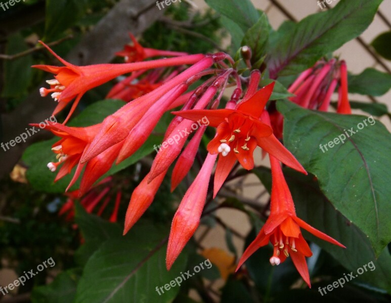 Fuchsia Red Hanging Free Photos