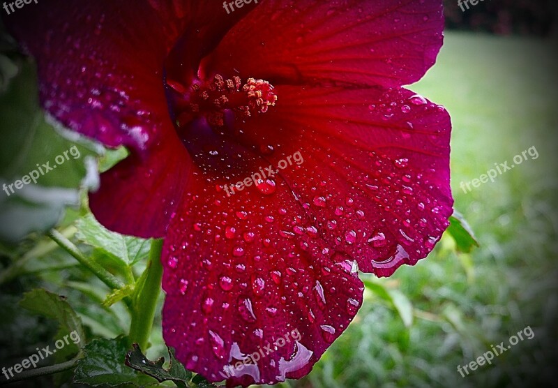 Flower Wet Water Drops Red Bloom