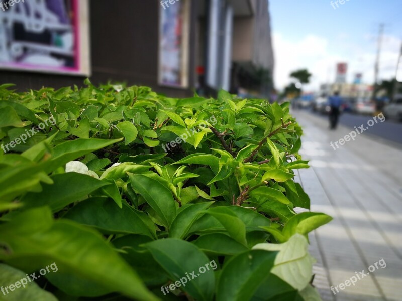 Leaf Plant Nature No Person Growth Vegetation