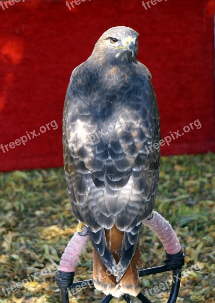 Bird Of Prey Eagle Falconry Feathers Animal