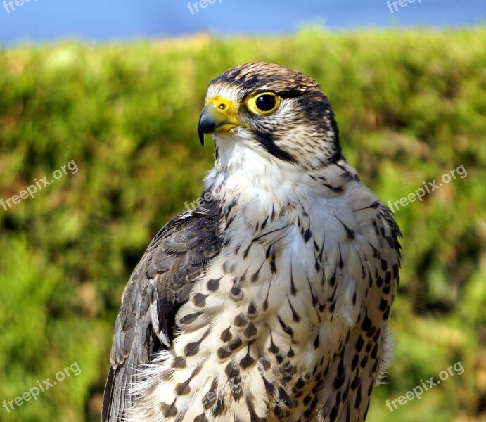 Bird Of Prey Animal Falcon Fauna Look