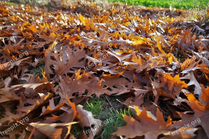 Autumn Fallen Leaves Golden Autumn Autumn Colors Brown