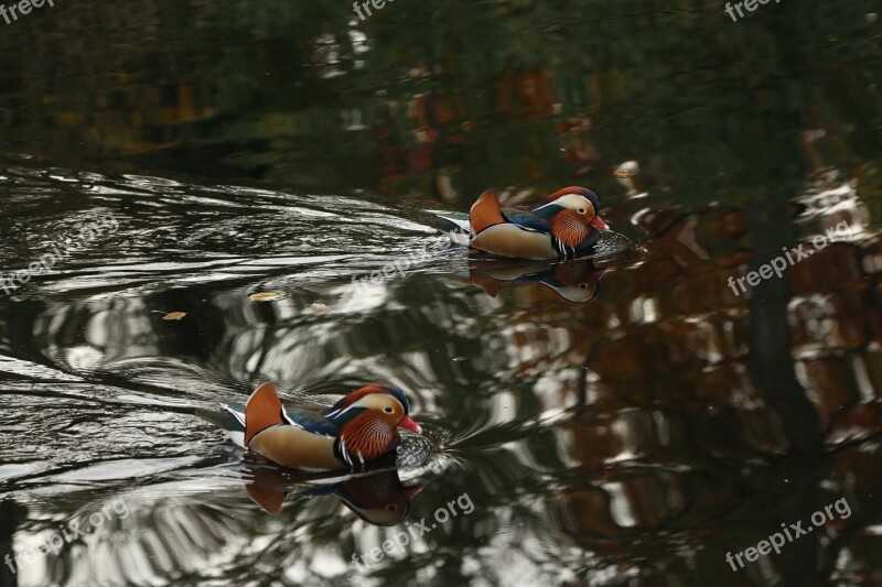 Stuttgart Killesberg Duck Glory Duck Bird