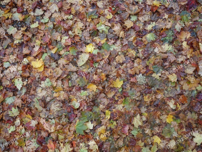 Fall Foliage Leaves Discolored Moist Autumn