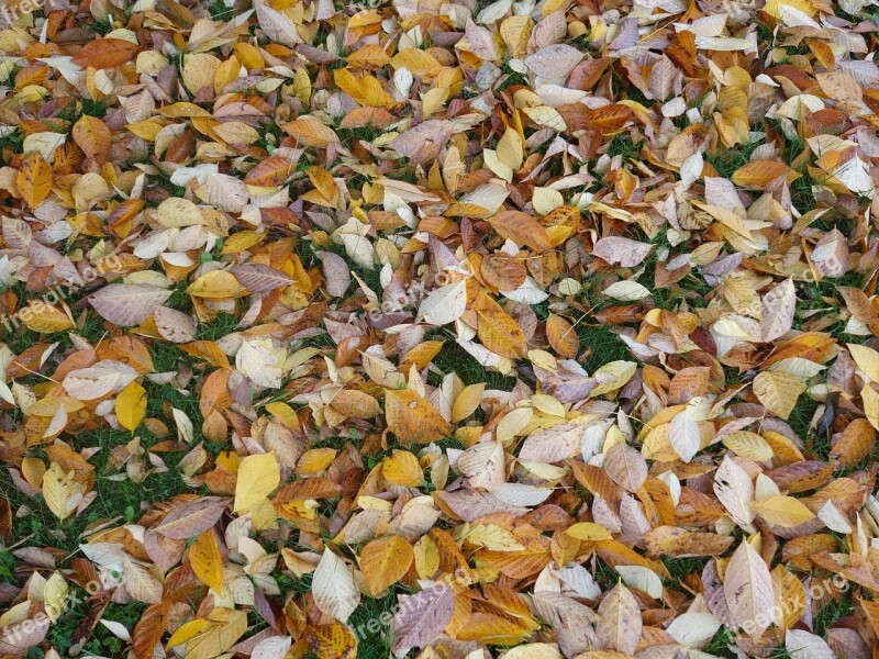 Fall Foliage Leaves Discolored Moist Autumn