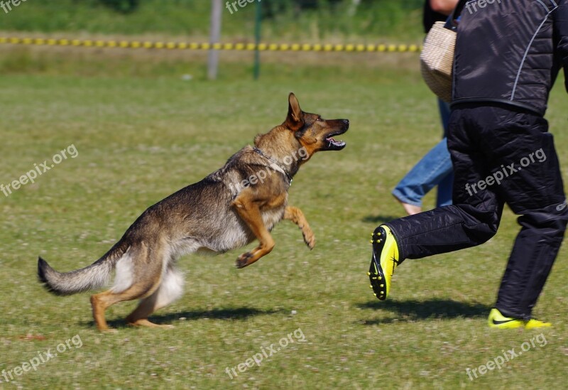 German Shepherd Dog Attack Competition Dog Free Photos