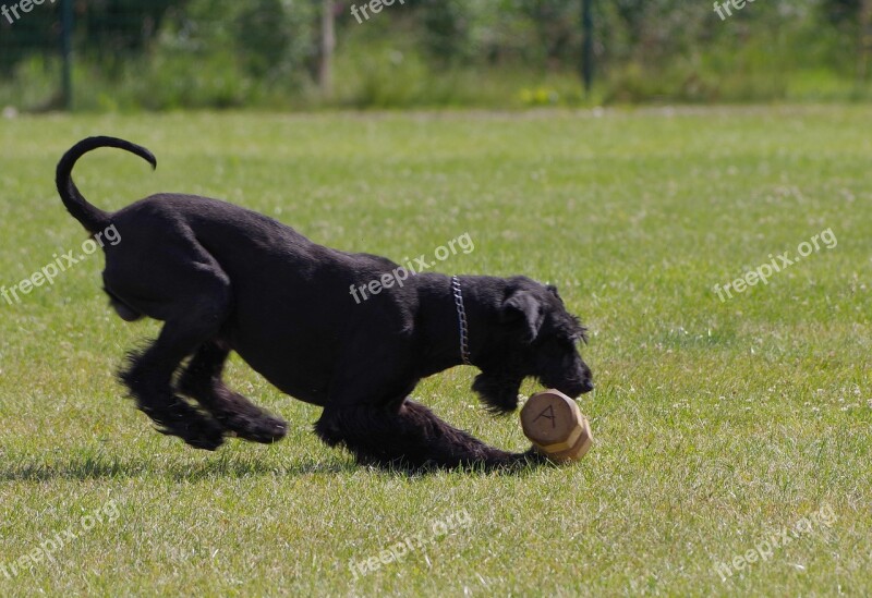 Dumbbell Retrieve Giant Schnauzer Competition Dog Free Photos