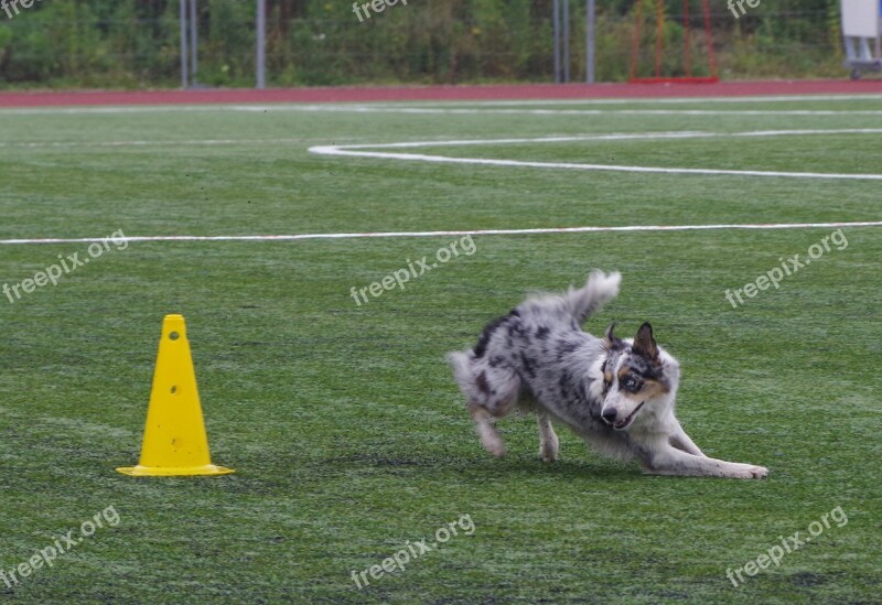 Border Collie Obedience Competition Running Dog