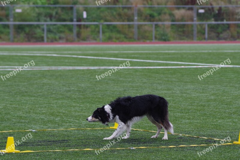 Border Collie Obedience Stay Dog Competition