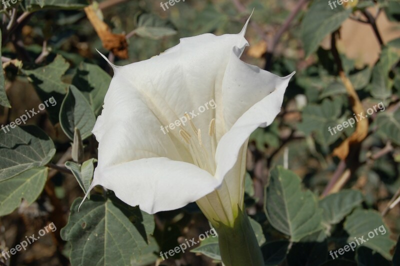 Bindweed Flower White Blossom Bloom