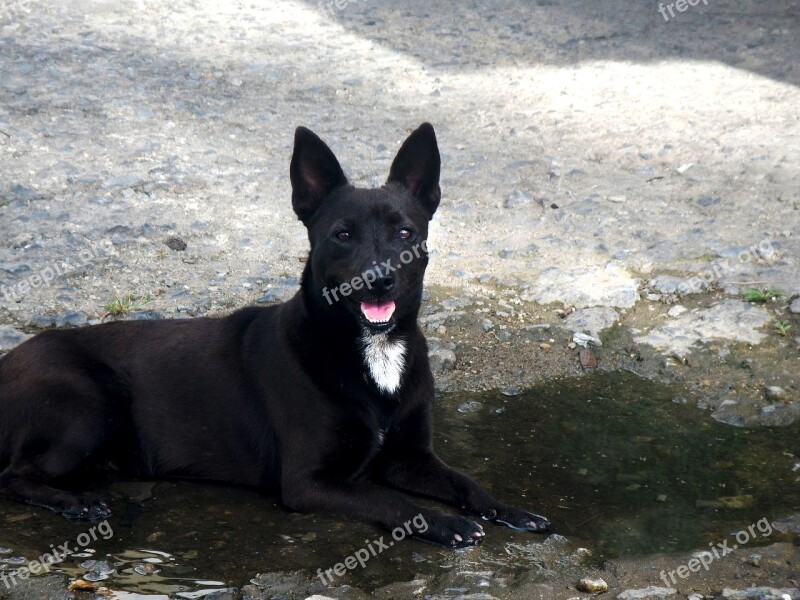 Stray Dog Dog Hound Pet Canine