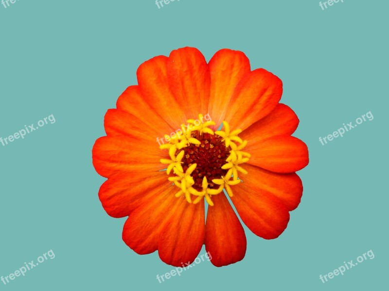 Orange Flower Spring Flower Petals Anthers