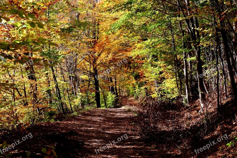 Stuttgart Pfaffenteich Lake Bear Lake Autumn Autumn Mood